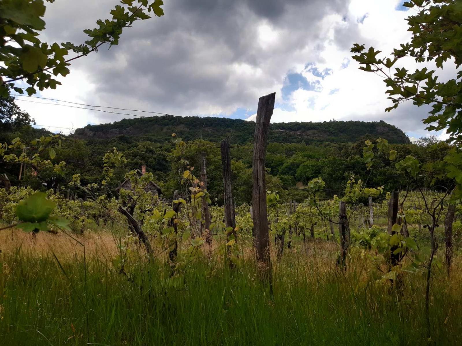 Goforest - 150y Old Vintage Balaton - Max 6 Person Appartamento