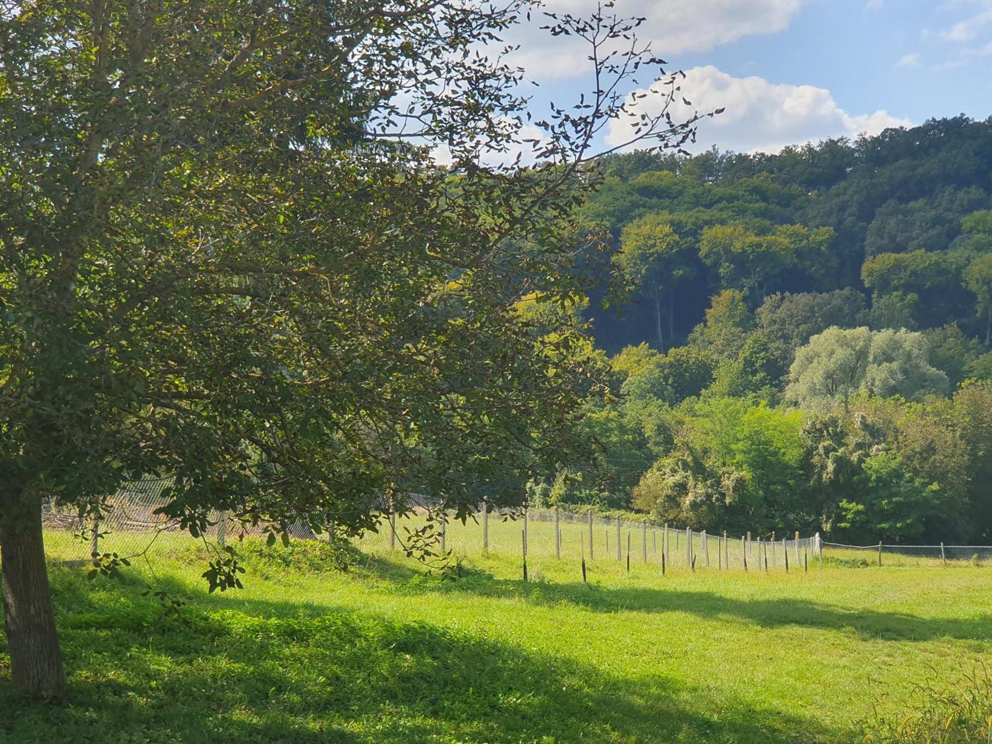 Goforest - 150y Old Vintage Balaton - Max 6 Person